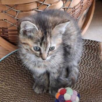Domestic Short Hair Cats Available for Adoption in Gresham, Wisconsin - PEBBLES | PetCurious