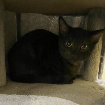 Domestic Short Hair Cats Available for Adoption - Aden | PetCurious