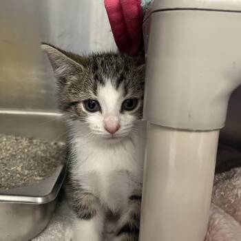 Domestic Short Hair Cats Available for Adoption in Mentor, Ohio - Maraca | PetCurious