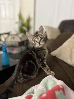 STORMI -  Domestic Short Hair Cat for Adoption in Fort Myers, Florida - STORMI | PetCurious