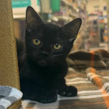 Patsy -  Domestic Short Hair Cat for Adoption in Desert Hot Springs, California - Patsy | PetCurious