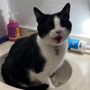 Bingus -  Domestic Short Hair Cat for Adoption in Huntsville, Alabama - Bingus | PetCurious