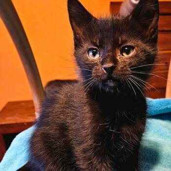 Domestic Short Hair Cats Available for Adoption - Comet | PetCurious
