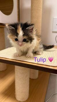 Domestic Medium Hair Cats Available for Adoption in Chicago, Illinois - Merlin Bonded Pair With Sibling | PetCurious