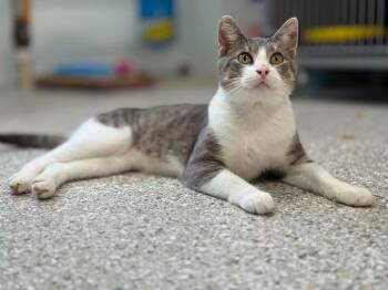 Clyde -  Domestic Short Hair Cat for Adoption in Viroqua, Wisconsin - Clyde | PetCurious