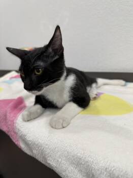 Domestic Short Hair Cats Available for Adoption in Las Vegas, Nevada - Dale | PetCurious