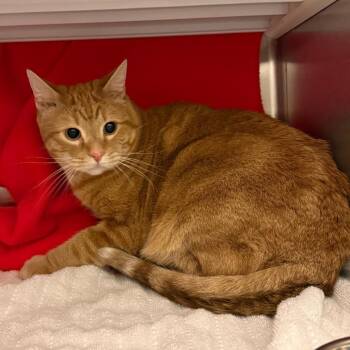Henry -  Domestic Short Hair Cat for Adoption in Council Bluffs, Iowa - Henry | PetCurious