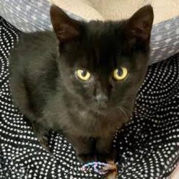 Sherlock -  Domestic Short Hair Cat for Adoption in Green Valley, Arizona - Sherlock | PetCurious