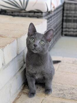 Diesel -  Domestic Short Hair Cat for Adoption in Murfreesboro, Tennessee - Diesel | PetCurious