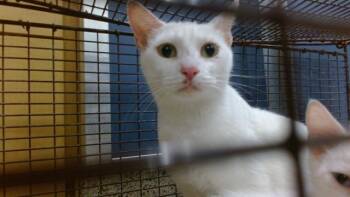 ALMA -  Domestic Short Hair Cat Available for Adoption in Doral, Florida - ALMA | PetCurious