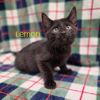 Lemon -  Domestic Short Hair Cat for Adoption in Parkersburg, West Virginia - Lemon | PetCurious