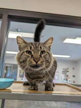 SUNDAE -  Domestic Short Hair Cat for Adoption in Brunswick, Georgia - SUNDAE | PetCurious