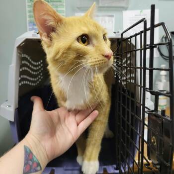Nigel Thornberry -  Domestic Short Hair Cat for Adoption in Columbia, Missouri - Nigel Thornberry | PetCurious