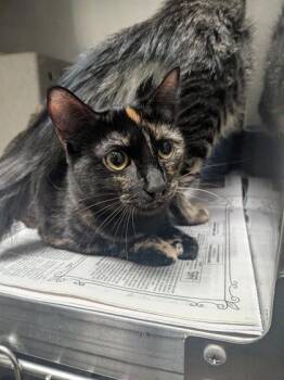 Dahlia -  Domestic Short Hair Cat for Adoption in Louisburg, North Carolina - Dahlia | PetCurious