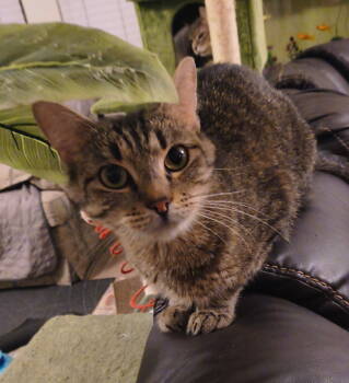 Rescue Domestic Short Hair and Tabby Cats for Adoption in Gilbert, Arizona - Abby | PetCurious