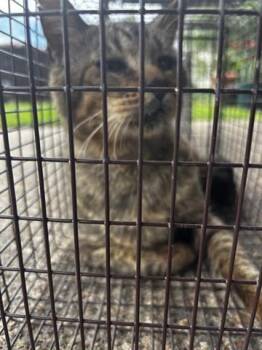 Domestic Short Hair Cats Available for Adoption in Houston, Texas - A654693 | PetCurious