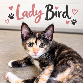 Lady Bird -  Domestic Short Hair Cat for Adoption in Victoria, British Columbia - Lady Bird | PetCurious