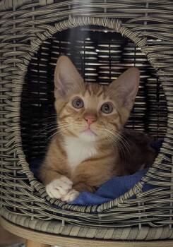 Garfield -  Domestic Short Hair Cat for Adoption in Fullerton, California - Garfield | PetCurious