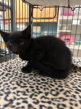 Birch (Hartman) -  Domestic Short Hair Cat for Adoption in Johnson City, Tennessee - Birch (Hartman) | PetCurious