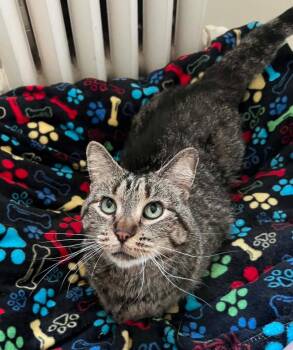 Truffle -  Domestic Short Hair Cat for Adoption in Taycheedah, Wisconsin - Truffle | PetCurious