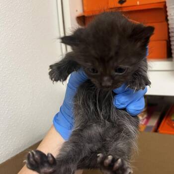 Rusty -  Domestic Short Hair Cat for Adoption in Harrisonburg, Virginia - Rusty | PetCurious