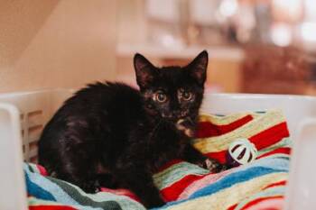 93404a Pwincess -  Domestic Short Hair Cat for Adoption in North Charleston, South Carolina - 93404a Pwincess | PetCurious
