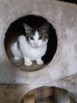 Pebbles -  Domestic Short Hair Cat for Adoption in Liberty, New York - Pebbles | PetCurious