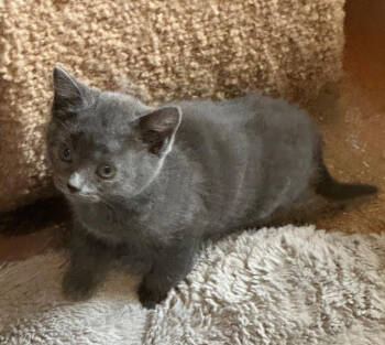Rescue Domestic Short Hair Cats for Adoption in Redmond, Washington - Benny Blue | PetCurious