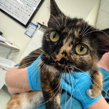 Domestic Medium Hair Cats Available for Adoption - Gia | PetCurious