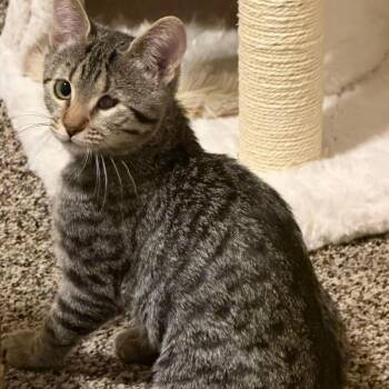 Flint Perry -  Domestic Short Hair Cat for Adoption in Eagle Mountain, Utah - Flint Perry | PetCurious