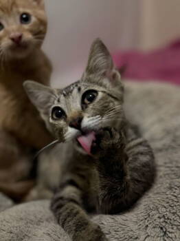 Rescue Domestic Short Hair Cats for Adoption in Randolph, Massachusetts - Mischievous Mar | PetCurious