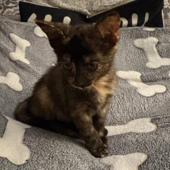 Asteroid -  Domestic Short Hair Cat for Adoption in Gainesville, Florida - Asteroid | PetCurious