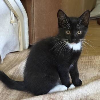 Izzy -  Domestic Short Hair Cat for Adoption in Philadelphia, Pennsylvania - Izzy | PetCurious