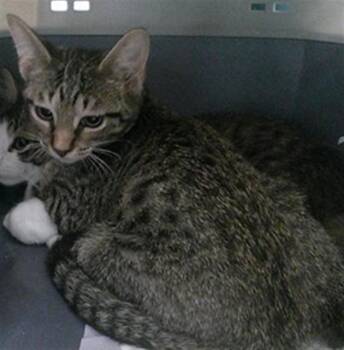 A477920 -  Domestic Short Hair Cat for Adoption in Oklahoma City, Oklahoma - A477920 | PetCurious