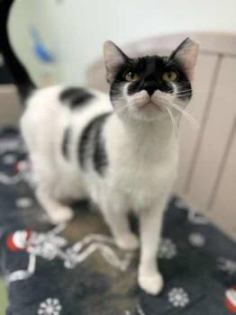 Rescue Domestic Short Hair Cats for Adoption in Batavia, Ohio - Oyster | PetCurious