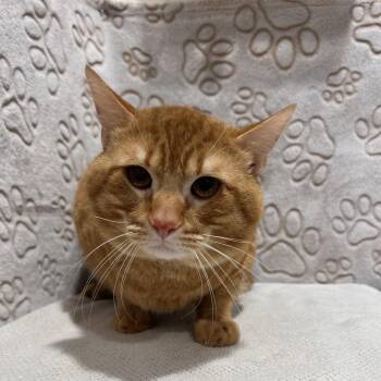 Sonny (Simba) -  Domestic Short Hair Cat Available for Adoption in Tampa, Florida - Sonny (Simba) | PetCurious