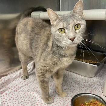 Helen of Troy -  Domestic Short Hair Cat for Adoption in Roanoke, Virginia - Helen Of Troy | PetCurious