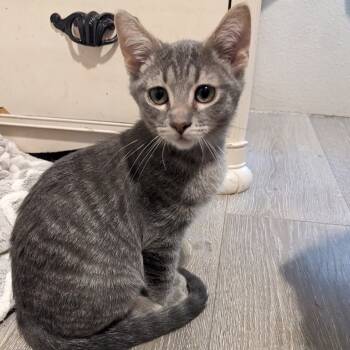 Rescue Domestic Short Hair Cats for Adoption in Layton, Utah - Napo | PetCurious