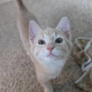 Peanut -  Domestic Short Hair Cat for Adoption in Portage, Michigan - Peanut | PetCurious