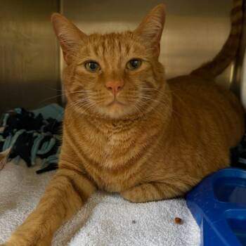Simba -  Domestic Short Hair Cat for Adoption in Riverwoods, Illinois - Simba | PetCurious