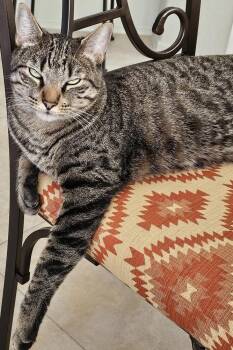 Zeke -  Domestic Short Hair Cat for Adoption in Green Valley, Arizona - Zeke | PetCurious