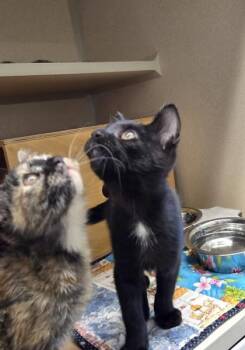 Topaz -  Domestic Short Hair Cat for Adoption in Bellevue, Washington - Topaz | PetCurious