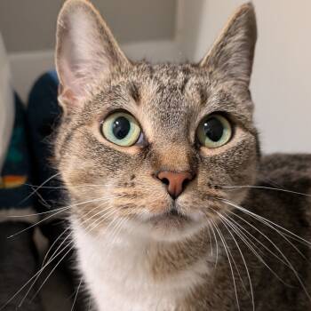 Rescue Domestic Short Hair Cats for Adoption in Abingdon, Maryland - Mimi (FKA Mop Bucket) | PetCurious