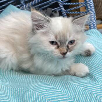 Lop -  Domestic Long Hair Cat for Adoption in Long Beach, California - Lop | PetCurious