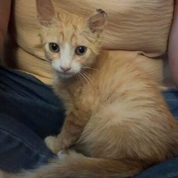 Little Foot -  Domestic Short Hair Cat for Adoption in Edmond, Oklahoma - Little Foot | PetCurious