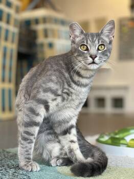 Zane -  Domestic Short Hair and Tabby Cat for Adoption in Oakland, California - Zane | PetCurious