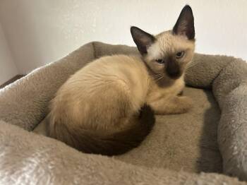 Sheridan Johnson -  Domestic Medium Hair and Siamese Cat for Adoption in Chandler, Arizona - Sheridan Johnson | PetCurious