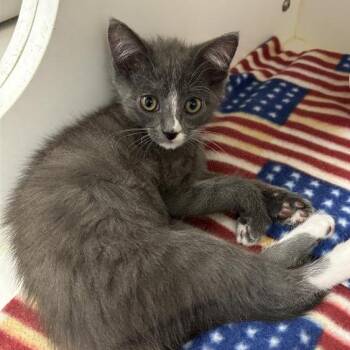 Levi -  Domestic Short Hair Cat for Adoption in Long Beach, California - Levi | PetCurious