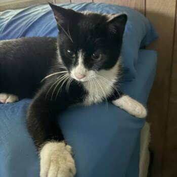 Domestic Short Hair Cats Available for Adoption in Johnstown, Pennsylvania - Banjo | PetCurious
