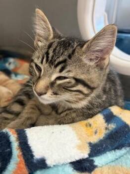 Dumplin -  Domestic Short Hair Cat for Adoption in Westland, Michigan - Dumplin | PetCurious